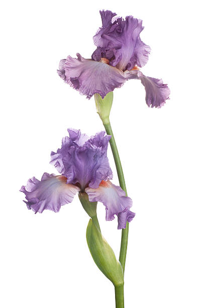 iris Studio Shot of Magenta Colored Iris Flowers Isolated on White Background. Large Depth of Field (DOF). Macro. Symbol of Trust and Wisdom. Emblem of France. deep focus stock pictures, royalty-free photos & images