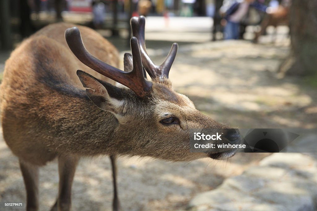 Deer at Miyajima, Hiroshima Prefecture, Japan Miyajima Stock Photo