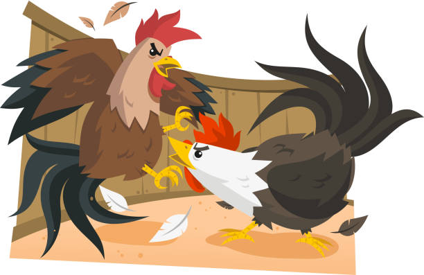 Cock Fight Rooster Fights Stock Illustration - Download Image Now - Fighting,  Rooster, Cock Fighting - iStock