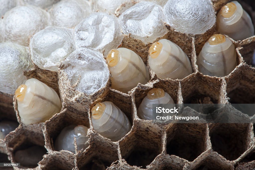 Ninho de vespas com larva - Royalty-free Abelha Foto de stock