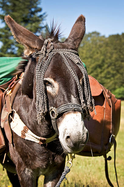 Close up view of donkeys on Blackpool beach, UK