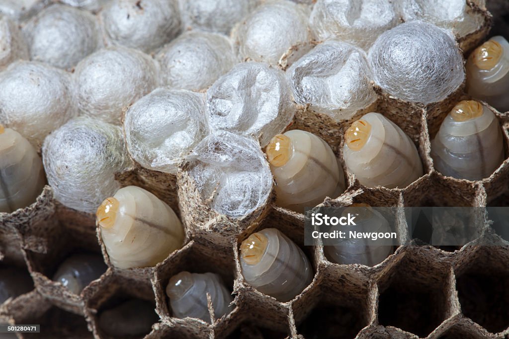 wasps nest con larva - Foto stock royalty-free di Appuntito