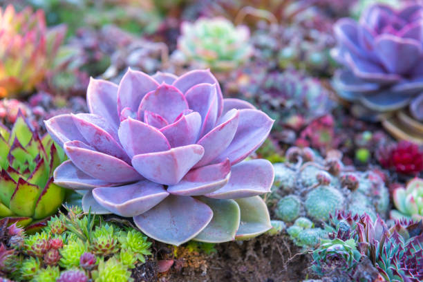 suculento floreiras - suculenta - fotografias e filmes do acervo