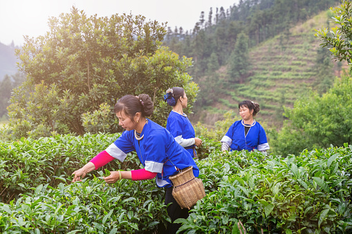 Three chinese women picking tea leafs , harvesting dong oil tea on tea farming garden upon the hills of Cheng Yang, Sanjiang, Guangxi Zhuang Autonomous Region,  China. Real People Tea Harvesting Scene. Canon 5D MKIII.