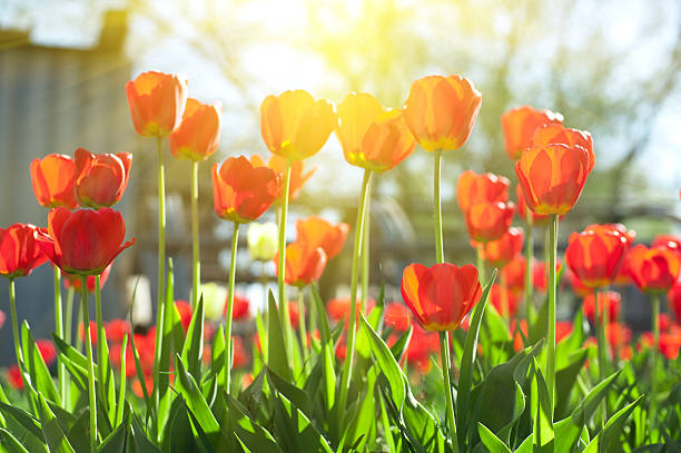 istock Field of red colored tulips 501282750