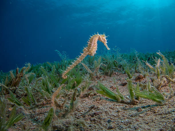 istock Seahorse Swimming over sea grass 501285350