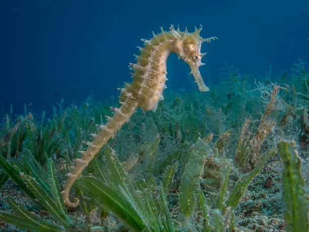 istock Seahorse Swimming over sea grass 501285550