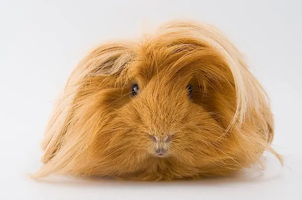 Guinea pig breed Sheltie. Studio photography on a white background.