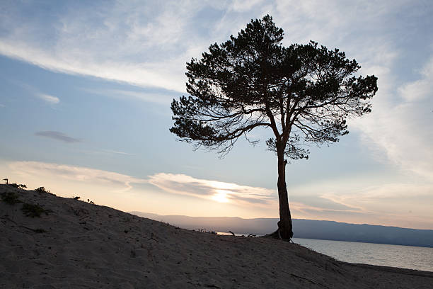 istock Baikal lake. Summer sunset on Olkhon Island 501288290