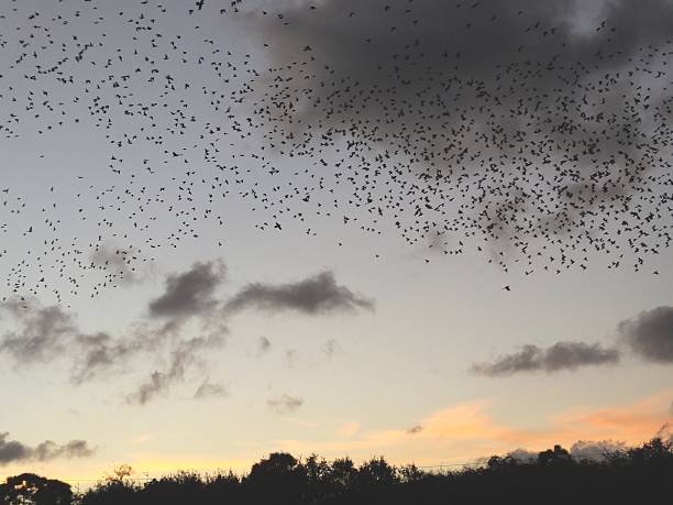 istock Murmuration of Starlings 501289000