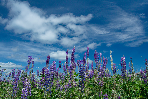 Blossoming lupines in foreground with sky and clouds above.  Location is Gallows Cove Road near Witless Bay in Newfoundland and Labrador province of Canada.  Horizontal image with copy space.