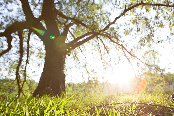 istock Spring meadow with big tree with fresh green leaves 501289668