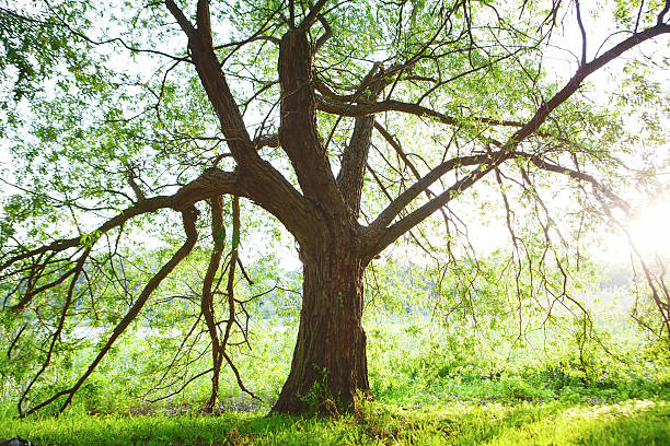 istock Spring meadow with big tree with fresh green leaves 501290196