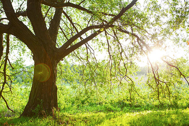istock Spring meadow with big tree with fresh green leaves 501290424