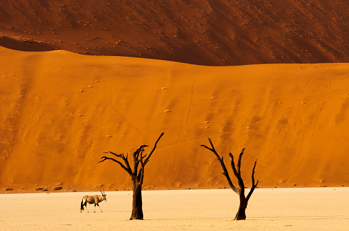 arabian oryx herd running in Ras al Khaima desert dunes in nature reserve at sunset