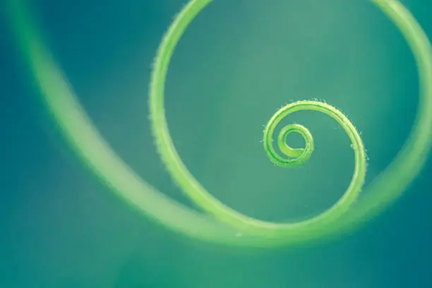 A tendril from a squash vine in the summer vegetable garden. High resolution color macro photo with selective focus on center and end of tendril. Cross processed in duotones of blue and green. Soft bokeh background and copy space available. Horizontal composition. No people in image.