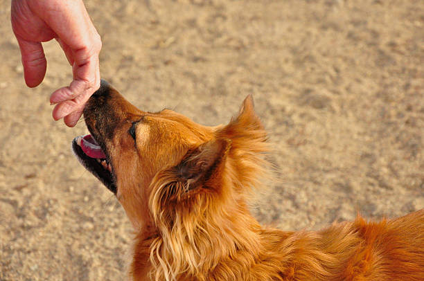istock Love betwen dog and man 501291678