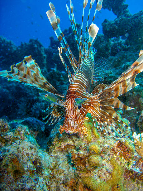istock Lionfish over coral reef 501291766