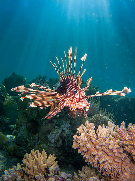 istock Lionfish over coral reef with sun beams 501291996