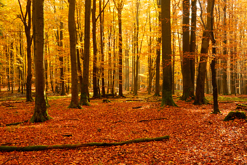 Deciduous Forest of Beech Trees with Leafs Changing Colour Illuminated by Sunbeams in Autumn, Carpet of fallen leafs covering the ground
