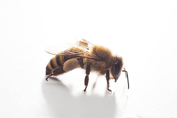 istock Close-up of a single Bee isolated on a white background 501292953
