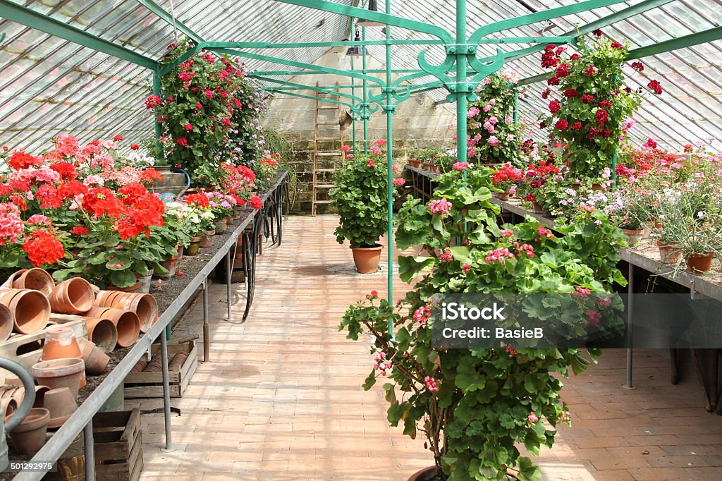 Pflanzen im Gewächshaus - Lizenzfrei Blume Stock-Foto