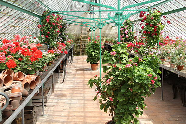 Plants in greenhouse