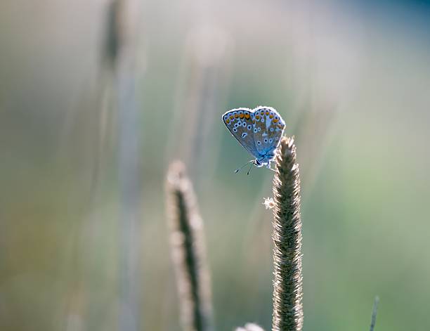 istock Butterfly sitting on plant 501293176
