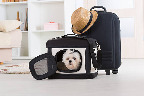 Dog sitting in his transporter Small dog maltese sitting in his transporter or bag and waiting for a trip luggage strap stock pictures, royalty-free photos & images