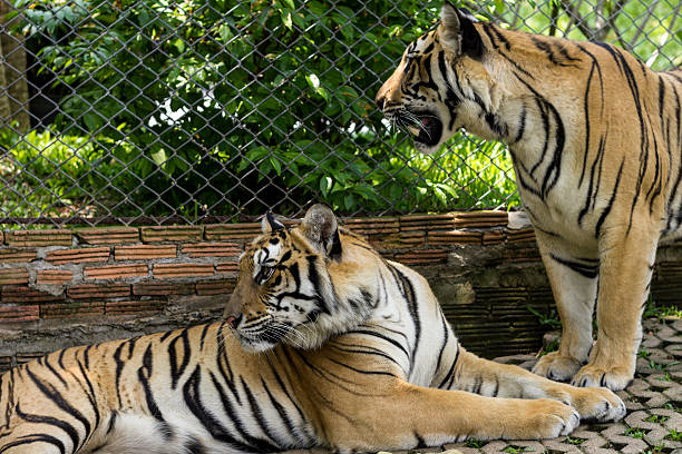 tigre dois tigres no templo, chiang mai - phuket province - fotografias e filmes do acervo
