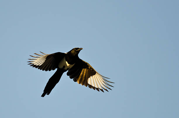 istock Black-Billed Magpie Flying in a Blue Sky 501293670