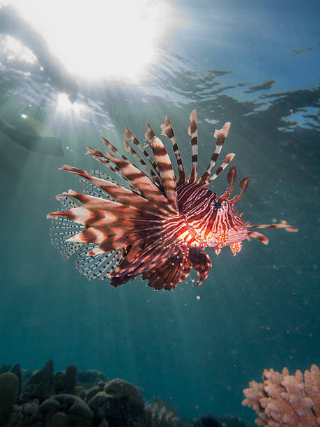 istock Lionfish with sun flare 501293862