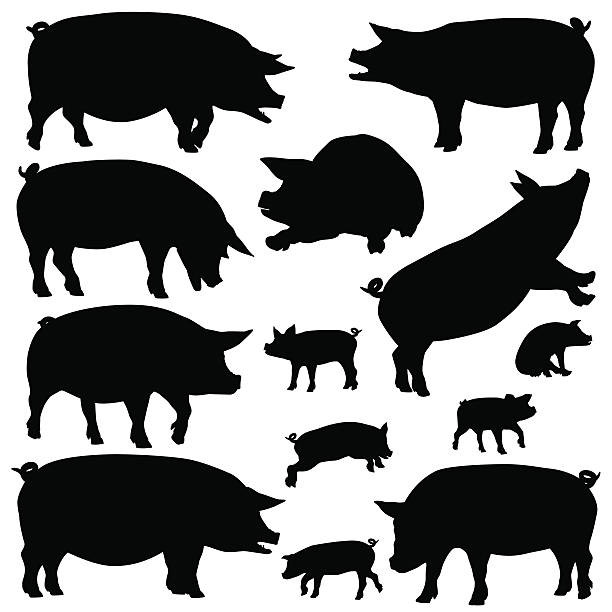 illustrazioni stock, clip art, cartoni animati e icone di tendenza di silhouette di maiale - pig silhouette animal livestock