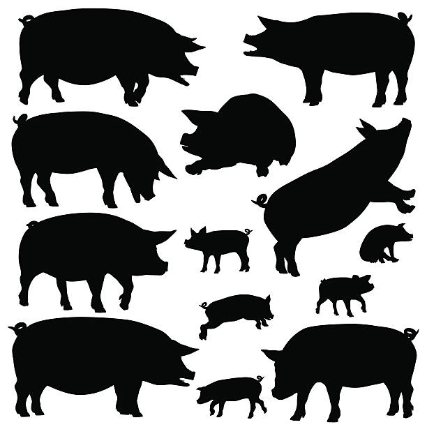 Pig silhouettes Set of editable vector silhouettes of pigs and piglets pig silhouettes stock illustrations