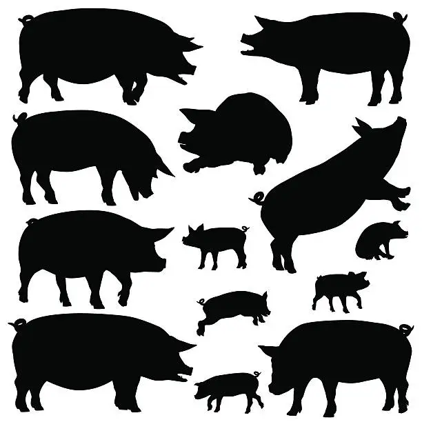 Vector illustration of Pig silhouettes