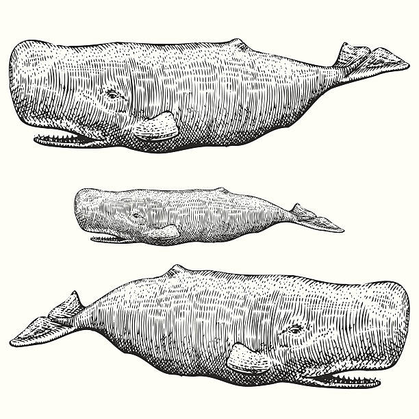 향고래 일러스트 - sperm whale stock illustrations