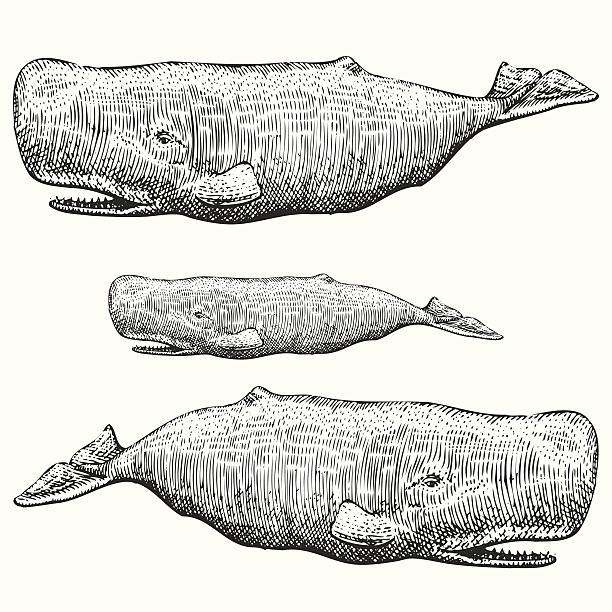 Sperm Whale Illustration Hand drawn illustration of a sperm whale sperm whale stock illustrations