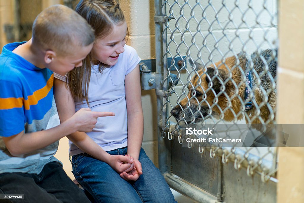 Adopción de mascotas - Foto de stock de 6-7 años libre de derechos