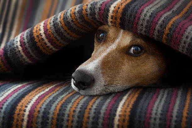 dog ill or sleeping jack russell dog  sleeping under the blanket in bed the  bedroom, ill ,sick or tired, sheet covering its head oversleeping stock pictures, royalty-free photos & images