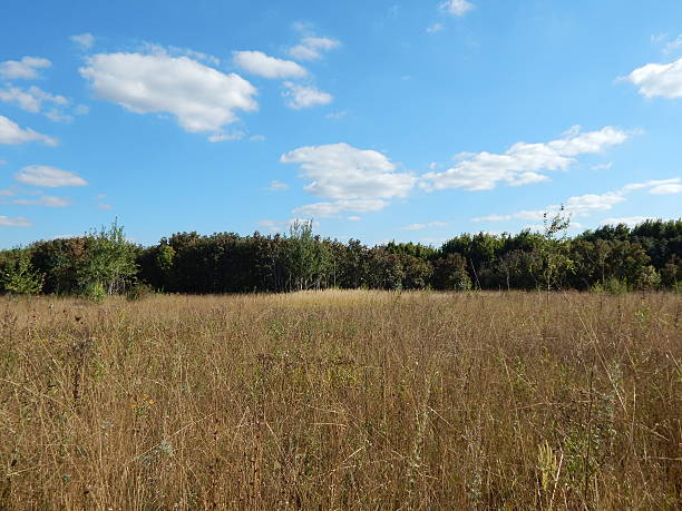 istock Forest Plantation in the Wild Steppe under the Blue Cloudy Sky 501295026