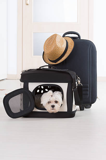 istock Dog sitting in his transporter 501295055