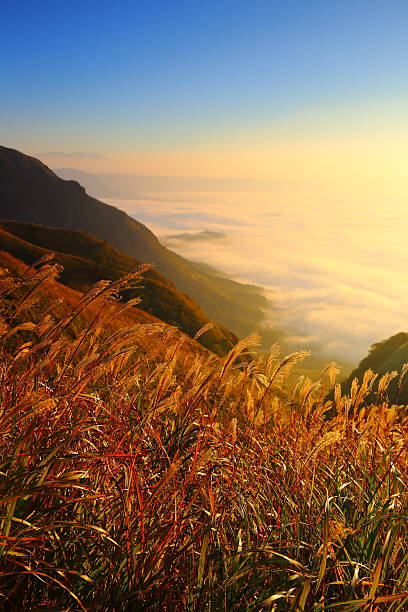 istock Aso sea of ​​clouds and sunrise 501295138