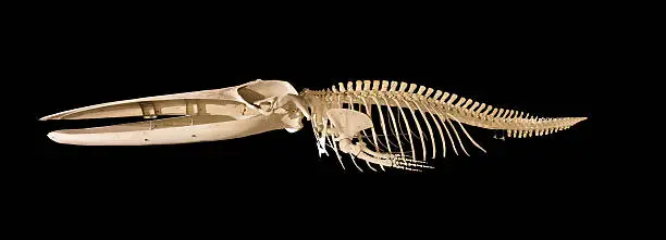Photo of Real whale skeleton isolated on black background
