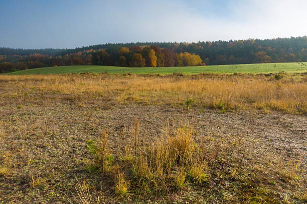 istock Beautiful autumnal landscape with grassland and trees 501295866
