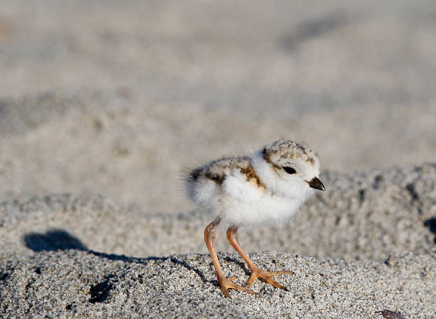 istock Piping Plover Chick Charadrius Melodus Close Crop Detailed 501296185