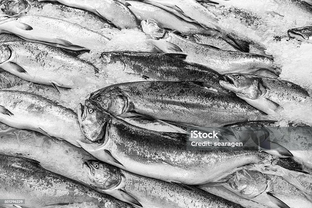 Salmon On Ice A display of fresh king salmon on ice in a showcase at the Pike Place Market in Seattle, Washington. (Converted to black and white monochrome.) Pike Place Market Stock Photo