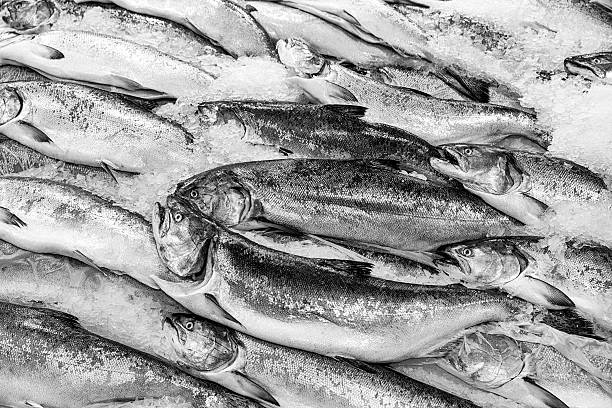 Salmon On Ice A display of fresh king salmon on ice in a showcase at the Pike Place Market in Seattle, Washington. (Converted to black and white monochrome.) pike place market stock pictures, royalty-free photos & images