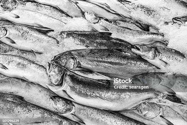 Salmon On Ice Stock Photo - Download Image Now - Pike Place Market, Ice, Salmon - Seafood