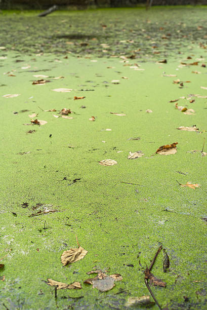 istock green swamp filling frame texture 501296234