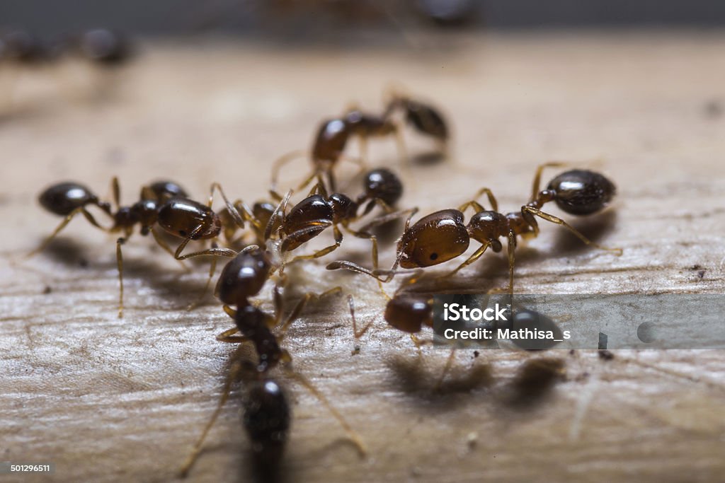 Rouge feu fourmis Importé - Photo de Fourmi libre de droits